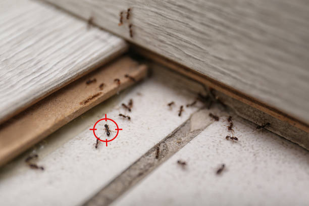 Best Ant Control Services  in Anchor Point, AK