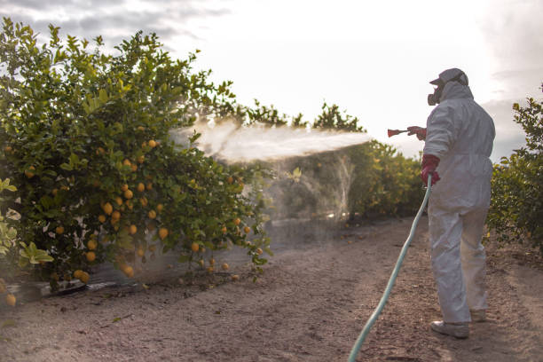 Best Flea Control Services  in Anchor Point, AK