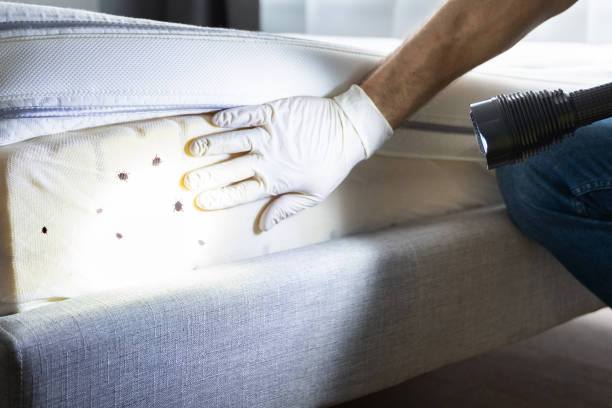 Best Bed Bug Extermination  in Anchor Point, AK