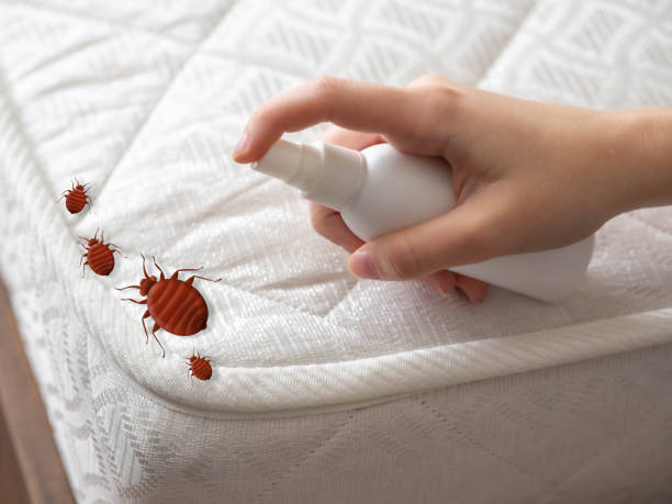 Best Termite Control Services  in Anchor Point, AK